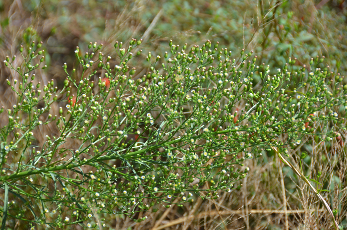 Canadian Horseweed generally blooms from July to October, mostly summer and fall or year-round. Conyza canadensis